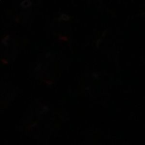 Meet your Posher, Allan